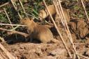 Ze zien er best schattig uit, die Capibara´s