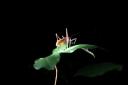 Op insectenjacht in het donker
