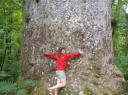 kauri_trees_09