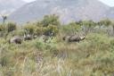 Emu's in Cape Le Grand