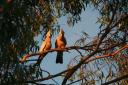 Kakatoos in Hyden