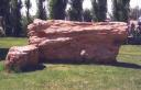 KOA Petrified Forest 4