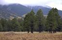 KOA Flagstaff 5