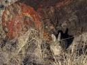 Petrified Forest National Park 4
