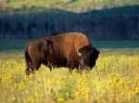 Grand Teton National Park 2