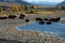 Yellowstone National Park 7