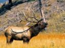 Yellowstone National Park 9
