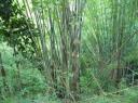 bamboe