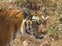 safari tijger6