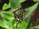 butterflypark4