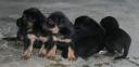 puppys